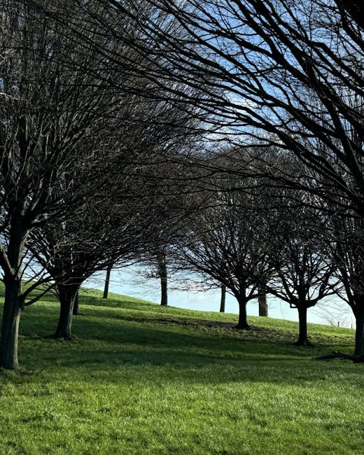 A row of leafless trees with dark, intertwining branches arching overhead creates a shaded canopy over a grassy area. The ground is covered with well-maintained green grass, and a slight hill slopes upward in the background, where a line of distant trees and a clear blue sky are visible. The scene is outdoors, with natural light illuminating the landscape, and there are no visible signs of furniture, boxes, or moving equipment. This image captures a peaceful park setting that could be part of a residential area during a house relocation process, with no active moving activities in sight, aligning with professional removals services such as those offered by Man with Van Lisson Grove.