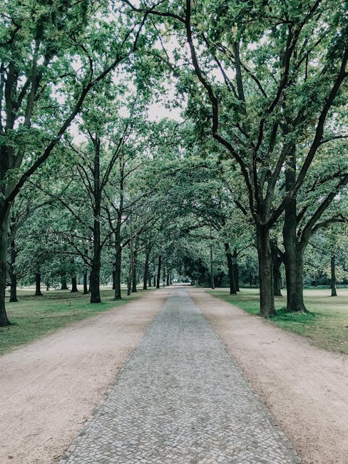 A row of leafless trees with dark, intertwining branches arching overhead creates a shaded canopy over a grassy area. The ground is covered with well-maintained green grass, and a slight hill slopes upward in the background, where a line of distant trees and a clear blue sky are visible. The scene is outdoors, with natural light illuminating the landscape, and there are no visible signs of furniture, boxes, or moving equipment. This image captures a peaceful park setting that could be part of a residential area during a house relocation process, with no active moving activities in sight, aligning with professional removals services such as those offered by Man with Van Lisson Grove.