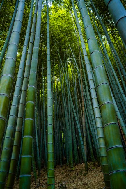 A dense bamboo forest with tall, straight green bamboo stalks extending vertically from the forest floor. The stalks are smooth and segmented, with some showing slight variations in color and texture. Sunlight filters through the canopy of green leaves above, casting dappled light and shadows on the ground. The scene is tranquil and lush, illustrating a natural environment suitable for activities such as outdoor exploration or nature walks. Inside a property, a moving team from Man with Van Lisson Grove is pictured arranging packed cardboard boxes and furniture coverings within a room, preparing for a home relocation involving furniture transport and packing. The boxes are stacked on the floor near a doorway, with some wrapped furniture pieces and protective blankets visible, ready to be loaded onto a van for transportation. Equipment such as trolleys and straps are used to facilitate the loading process, highlighting the professional approach to domestic removals.